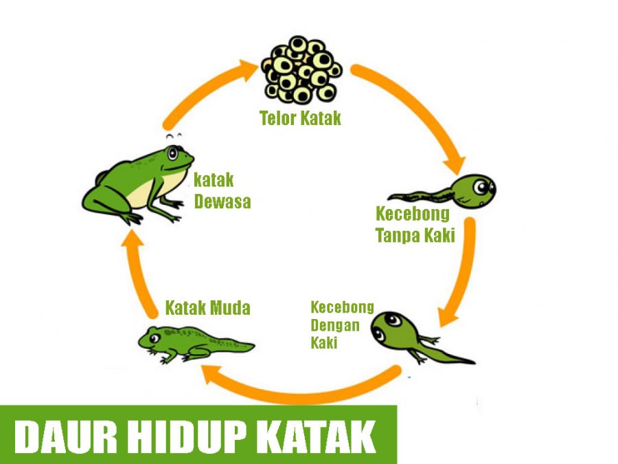 Daur Hidup katak