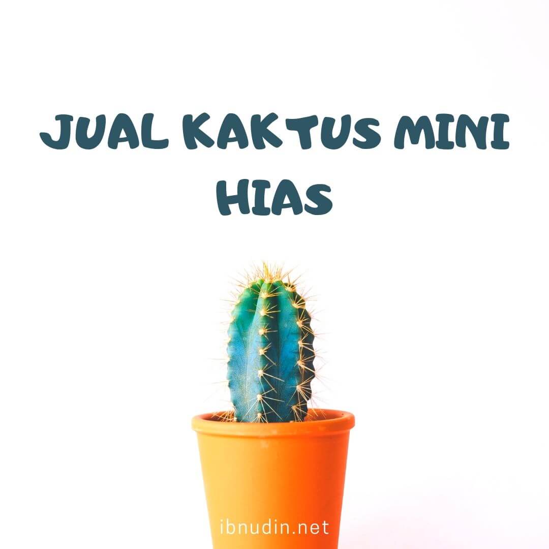 Jual Kaktus Mini Hias